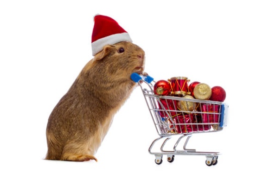 25015-Not even a mouse